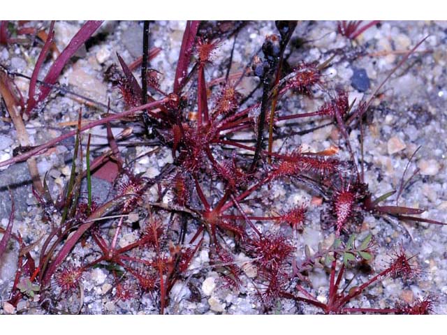 Drosera intermedia (Spoonleaf sundew) #63904