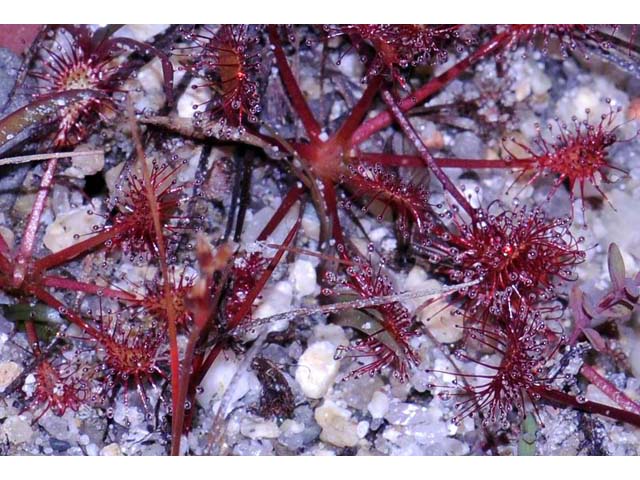 Drosera intermedia (Spoonleaf sundew) #63905