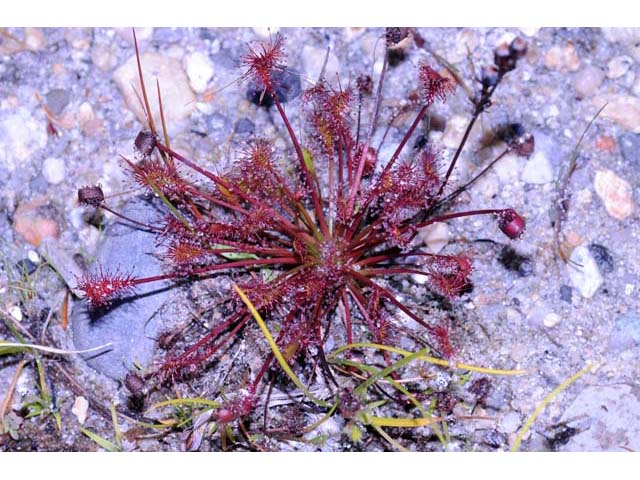 Drosera intermedia (Spoonleaf sundew) #63906