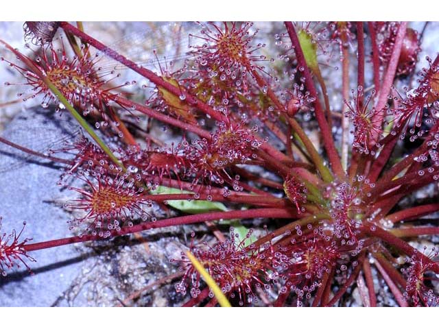 Drosera intermedia (Spoonleaf sundew) #63907