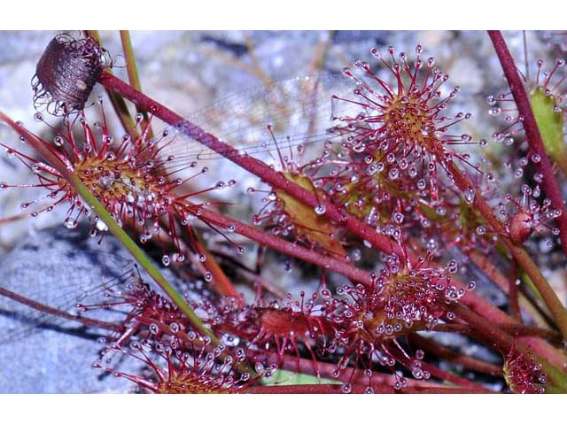 Drosera intermedia (Spoonleaf sundew) #63908