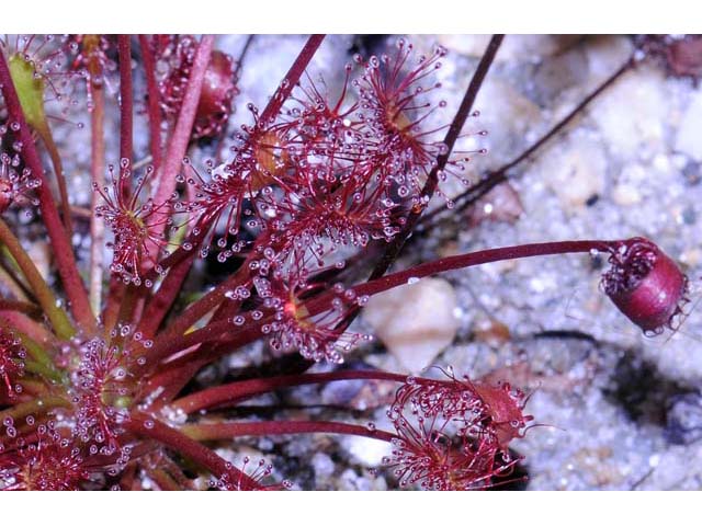 Drosera intermedia (Spoonleaf sundew) #63909