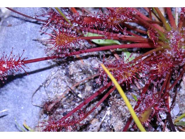 Drosera intermedia (Spoonleaf sundew) #63910