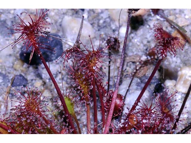 Drosera intermedia (Spoonleaf sundew) #63912