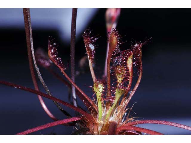 Drosera intermedia (Spoonleaf sundew) #63916