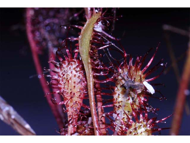 Drosera intermedia (Spoonleaf sundew) #63921