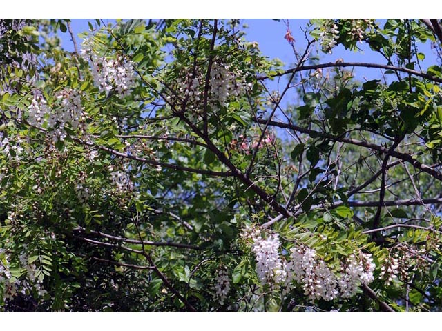 Robinia pseudoacacia (Black locust) #64880