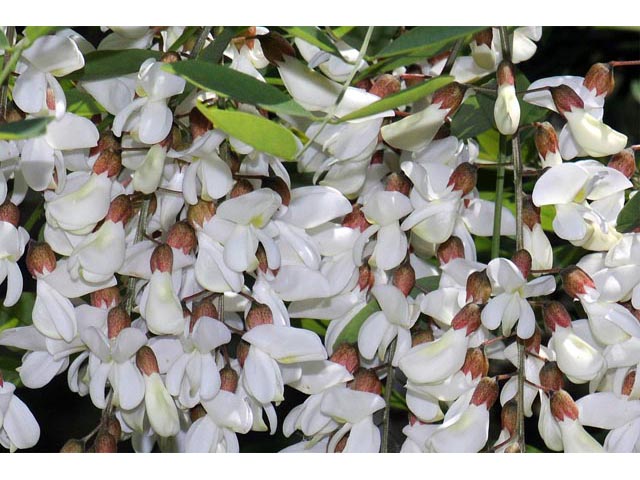 Robinia pseudoacacia (Black locust) #64885