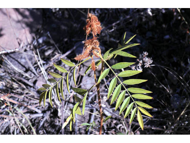 Glycyrrhiza lepidota (American licorice) #64908