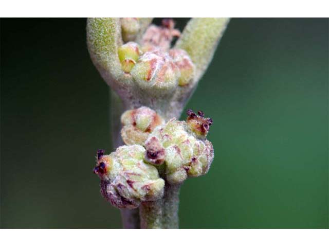 Quercus macrocarpa (Bur oak) #66067