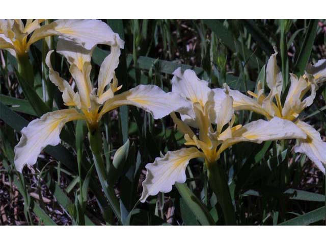 Iris hartwegii (Rainbow iris) #67784