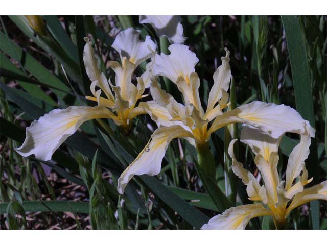 Iris hartwegii (Rainbow iris) #67785