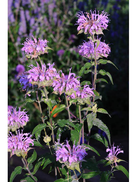 Monarda fistulosa (Wild bergamot) #67923