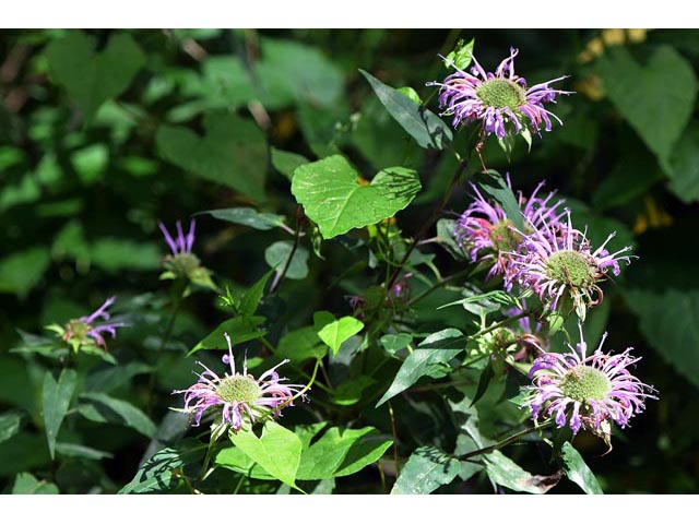 Monarda fistulosa (Wild bergamot) #67931