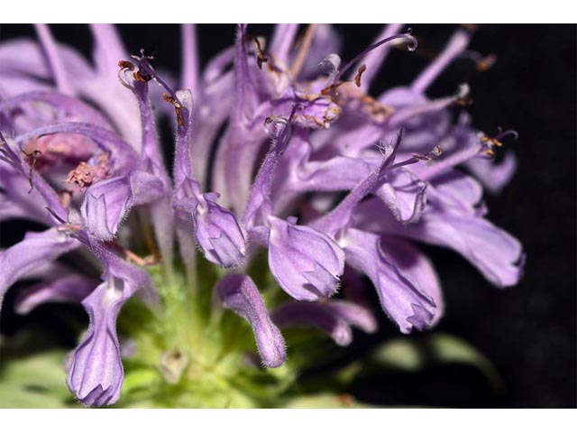 Monarda fistulosa (Wild bergamot) #67948