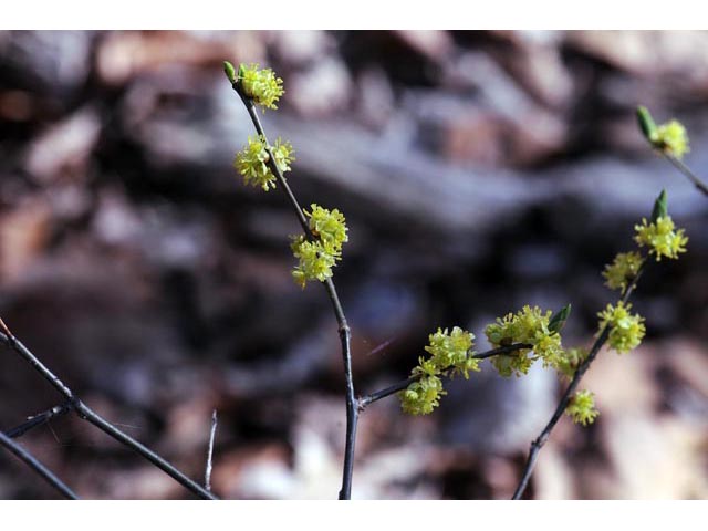 Lindera benzoin var. benzoin (Spicebush) #67982