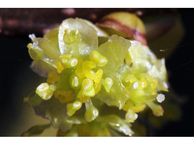 Lindera benzoin var. benzoin (Spicebush) #67991