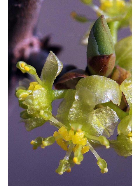 Lindera benzoin var. benzoin (Spicebush) #67996