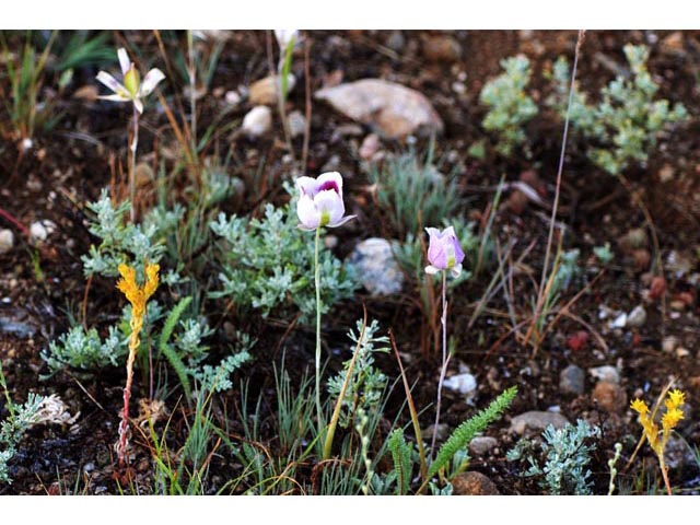 Calochortus eurycarpus (White mariposa lily) #68075