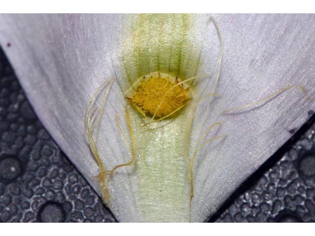 Calochortus eurycarpus (White mariposa lily) #68091