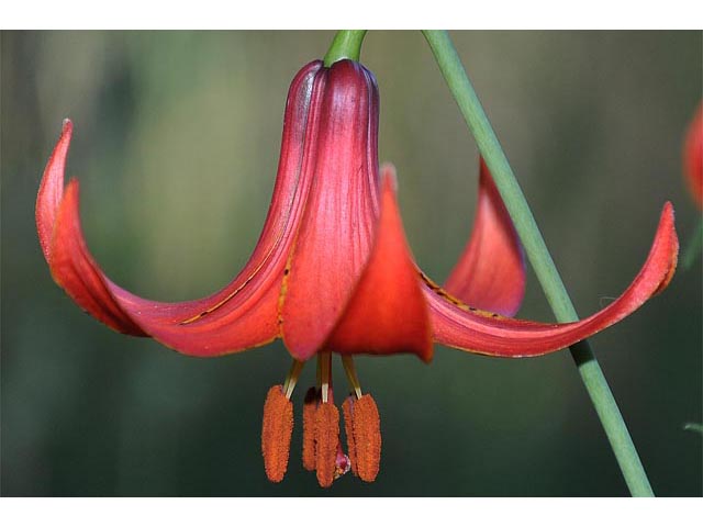 Lilium canadense (Canada lily) #69194