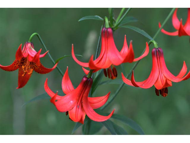 Lilium canadense (Canada lily) #69216