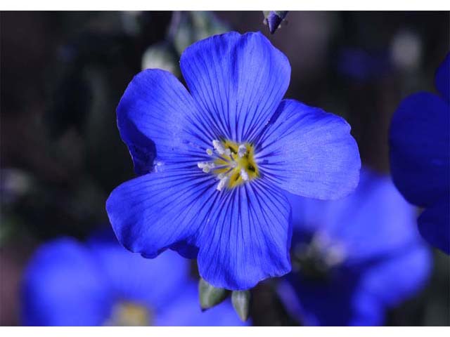 Linum lewisii (Wild blue flax) #69284