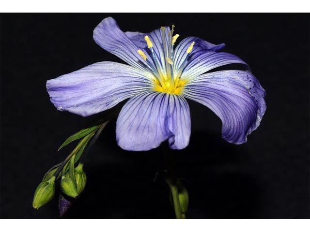 Linum lewisii (Wild blue flax) #69302