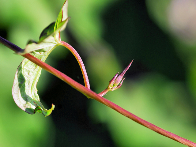 Ipomoea cordatotriloba (Tievine) #28425