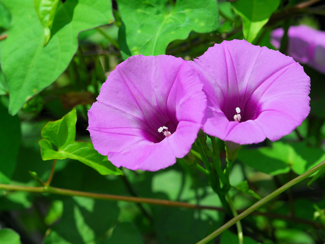 Ipomoea cordatotriloba var. torreyana (Torrey's tievine) #28446