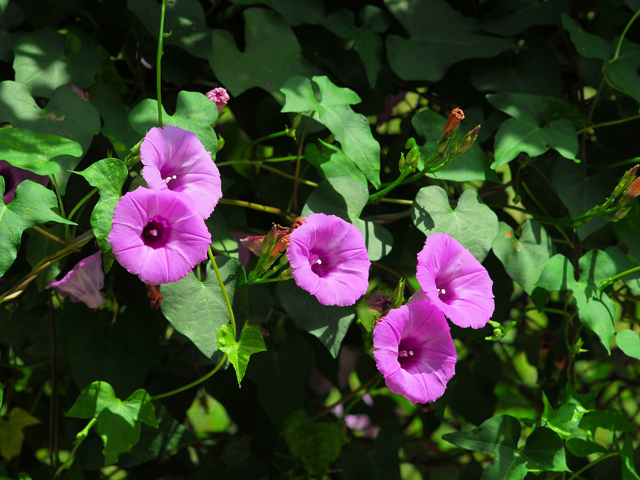 Ipomoea cordatotriloba var. torreyana (Torrey's tievine) #28451