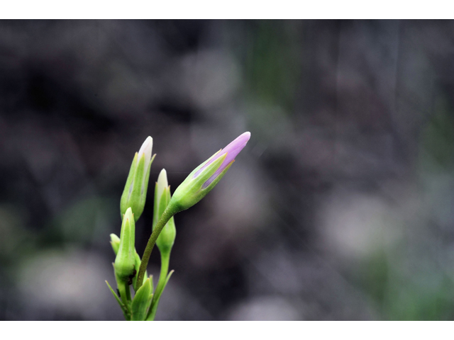 Dodecatheon meadia (Eastern shooting star) #36253