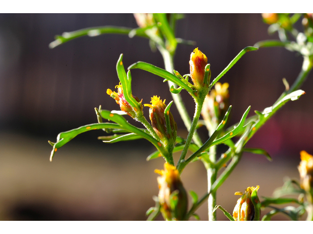 Dyssodia papposa (Dogweed) #36265