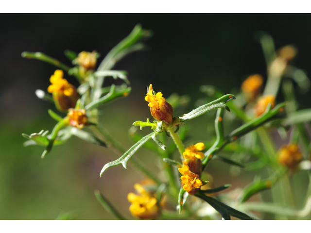 Dyssodia papposa (Dogweed) #36267