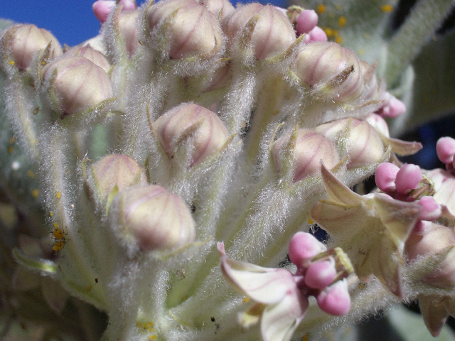 Asclepias eriocarpa (Woollypod milkweed) #27579