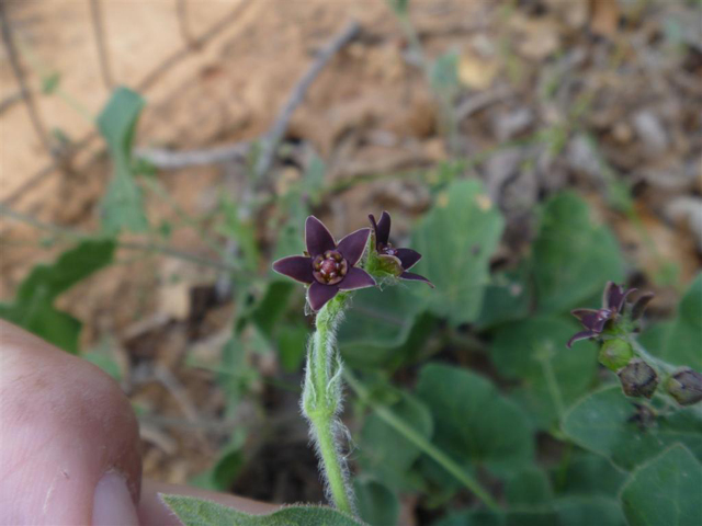 Matelea cynanchoides (Prairie milkvine) #31248