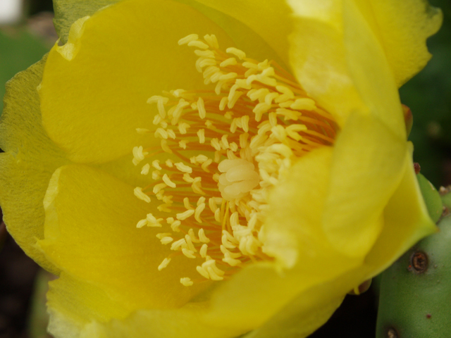 Opuntia humifusa (Low prickly pear) #30189