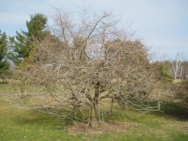 Euonymus atropurpureus (Burningbush) #30288