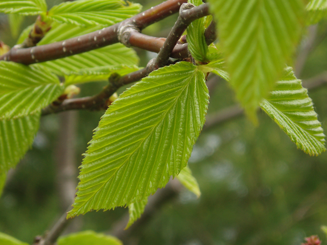 Betula alleghaniensis (Yellow birch) #32764