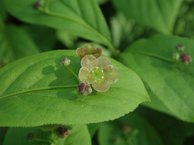 Euonymus obovatus (Running strawberry bush) #32848