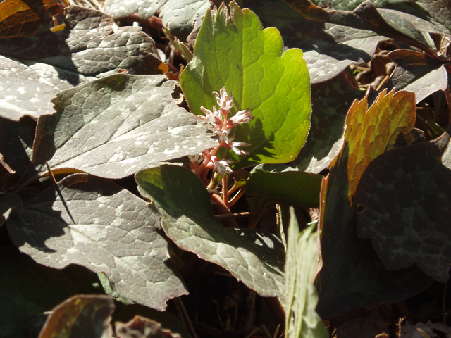 Pachysandra procumbens (Allegheny spurge) #32959