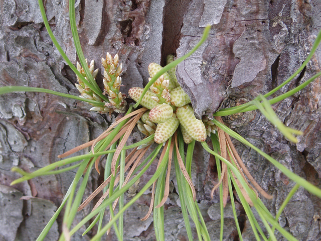 Pinus rigida (Pitch pine) #32974