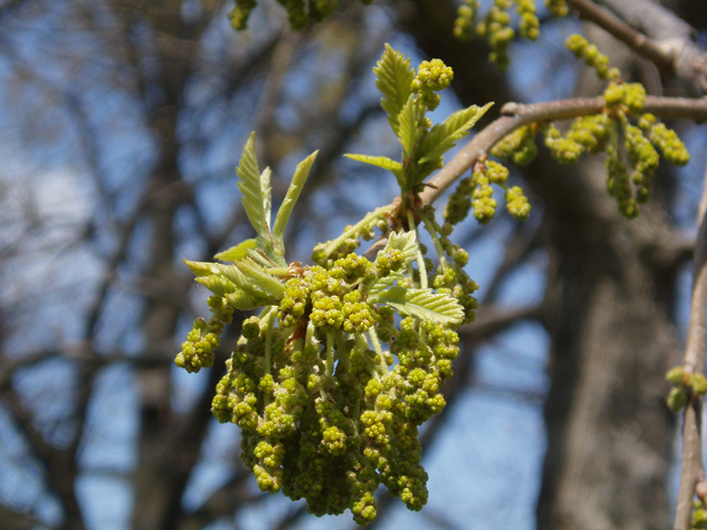 Quercus muehlenbergii (Chinkapin oak) #33012