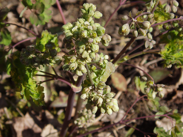 Thalictrum dioicum (Early meadow-rue) #33063