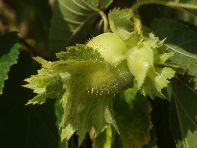 Corylus americana (American hazelnut) #33454