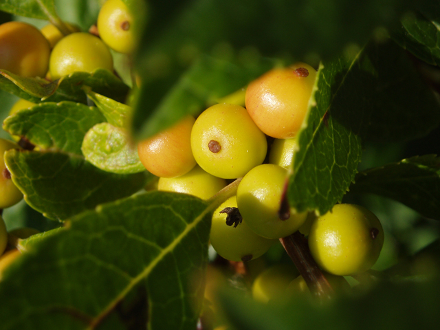 Ilex verticillata (Common winterberry) #33505