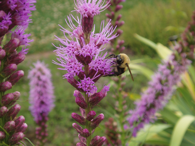 Liatris spicata (Dense blazing star) #33514