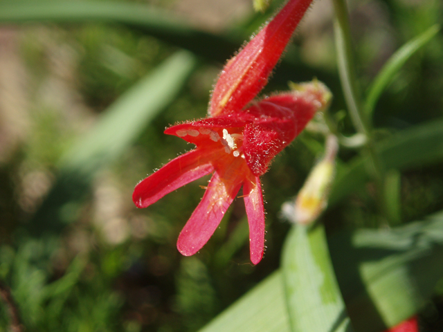 Penstemon pinifolius (Pine-needle penstemon) #33560