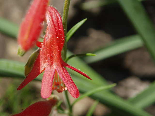 Penstemon pinifolius (Pine-needle penstemon) #33563