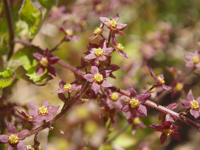 Xanthorhiza simplicissima (Yellowroot) #33621